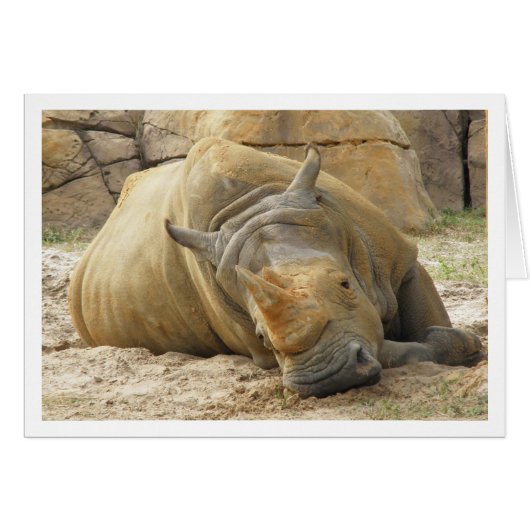 Resting Rhino Cards (Front Horizontal)