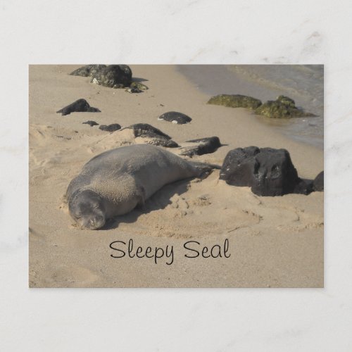 Resting Sea Lion Postcard