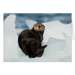 Resting Sea Otter Cards