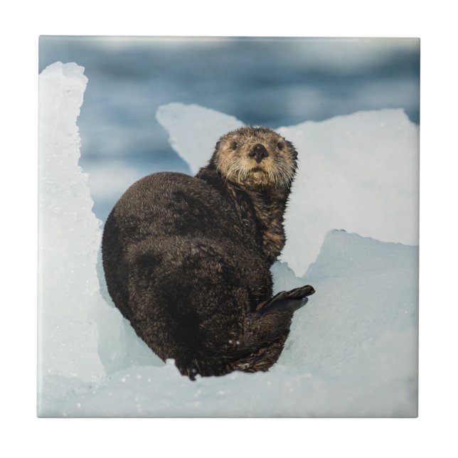 Resting Sea Otter Ceramic Tile (Front)