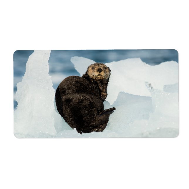 Resting Sea Otter Label (Front)