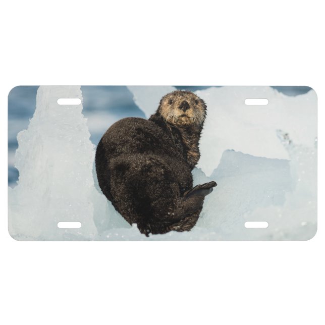 Resting Sea Otter License Plate (Front)