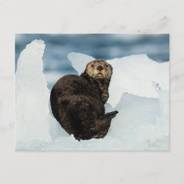 Resting Sea Otter Postcard (Front)