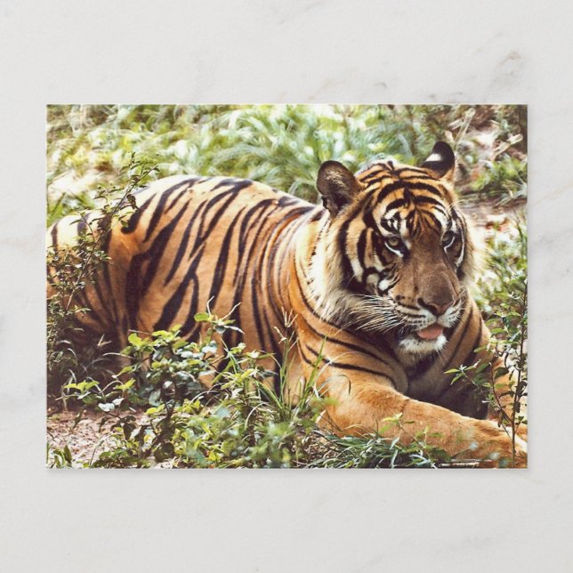 Resting Sumatran Tiger Postcard (Front)