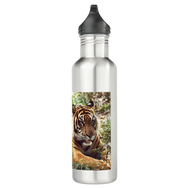 Resting Sumatran Tiger Water Bottle (Right)