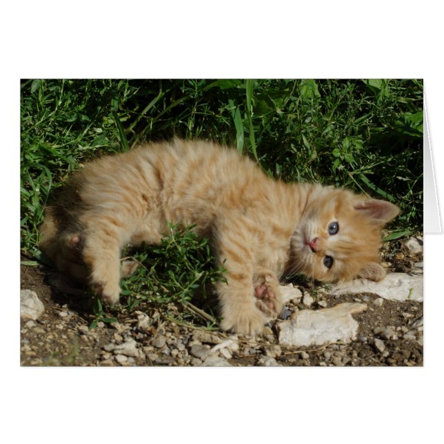 Resting Tabby Baby Cards (Front Horizontal)