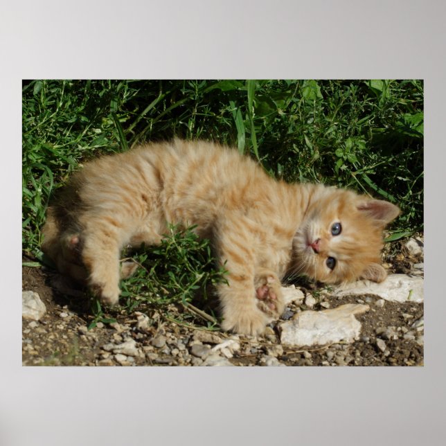 Resting Tabby Baby Poster (Front)