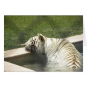 Resting tiger card (Front Horizontal)