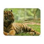Resting Tiger  Flexible Magnet