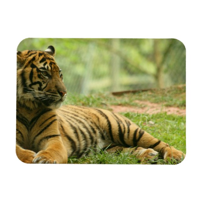 Resting Tiger  Flexible Magnet (Horizontal)