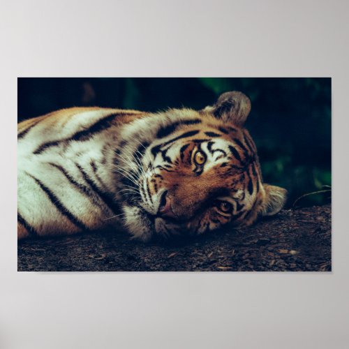 Resting Tiger Poster