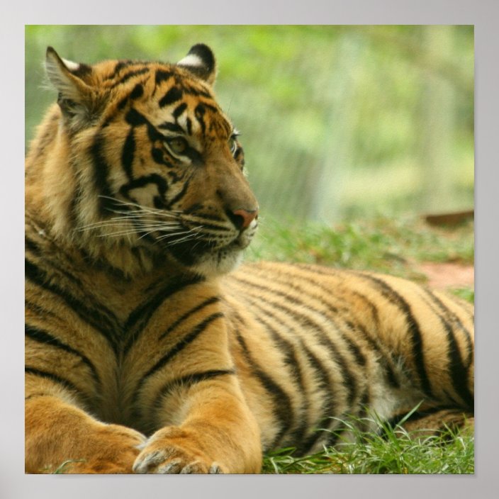 Resting Tiger Poster | Zazzle.com
