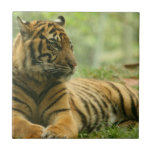 Resting Tiger  Tile