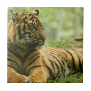 Resting Tiger  Tile