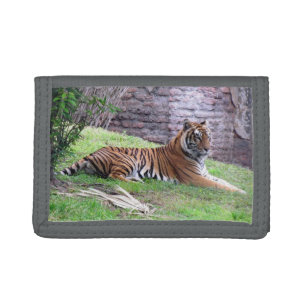 Resting Tiger Tri-Fold Wallet
