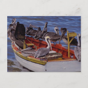 Resting time, Venezuela Postcard