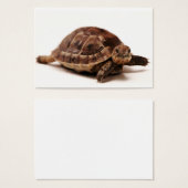 Resting Tortoise (Front & Back)