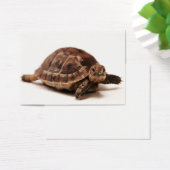 Resting Tortoise (Desk)