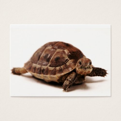Resting Tortoise Business Cards