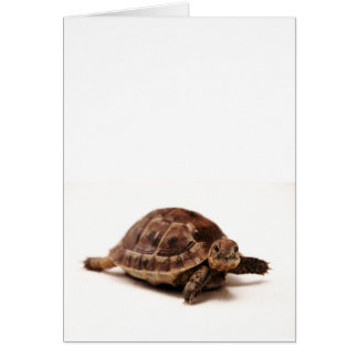 Resting Tortoise Cards