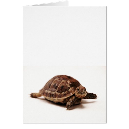 Resting Tortoise Cards (Front)