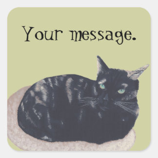 Resting Tortoise Shell Cat Your Message Stickers