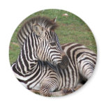 Resting Zebra Magnet