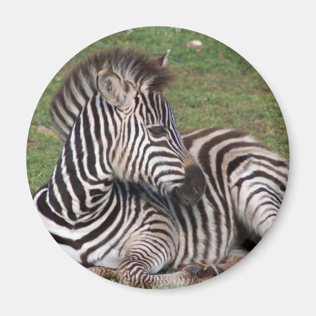 Resting Zebra Magnet (Front)