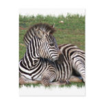 Resting Zebra Postcard