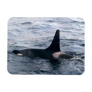 Resurrection Bay Orca Whale Photo Designed Magnet