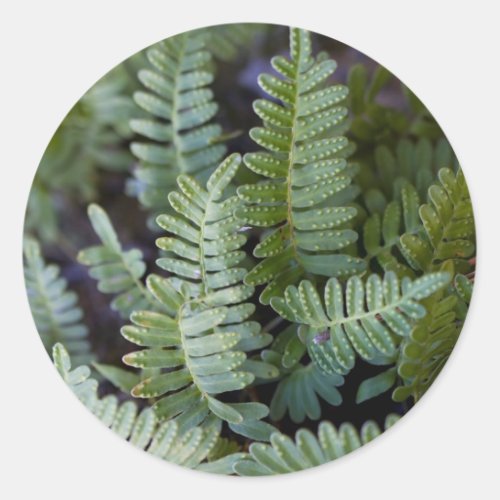 Resurrection Fern _ Polypodium polypodioides Classic Round Sticker