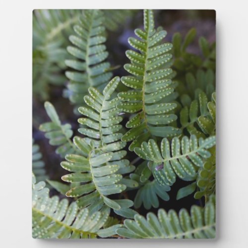 Resurrection Fern _ Polypodium polypodioides Plaque