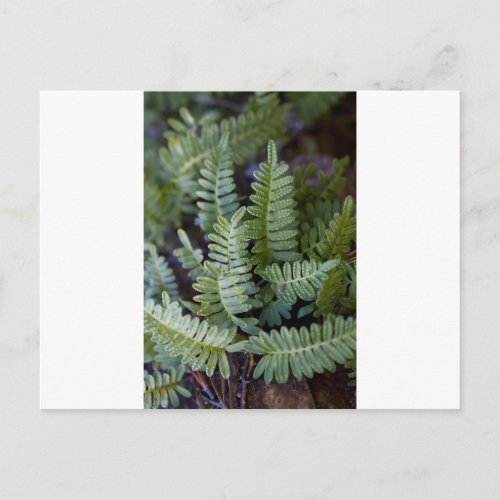 Resurrection Fern _ Polypodium polypodioides Postcard