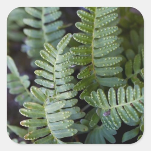 Resurrection Fern _ Polypodium polypodioides Square Sticker