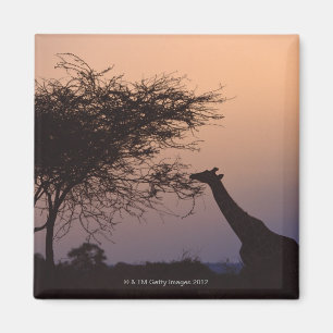 Reticulated Giraffe 2 Magnet