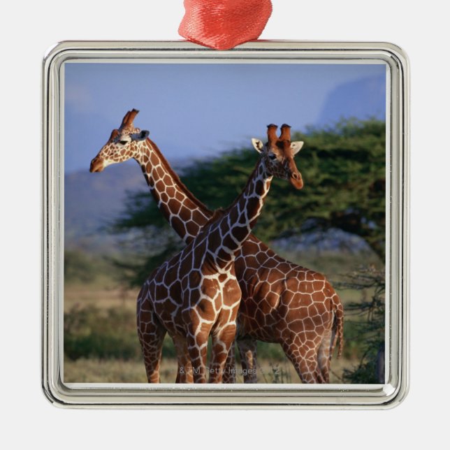 Reticulated Giraffe 2 Metal Ornament (Front)