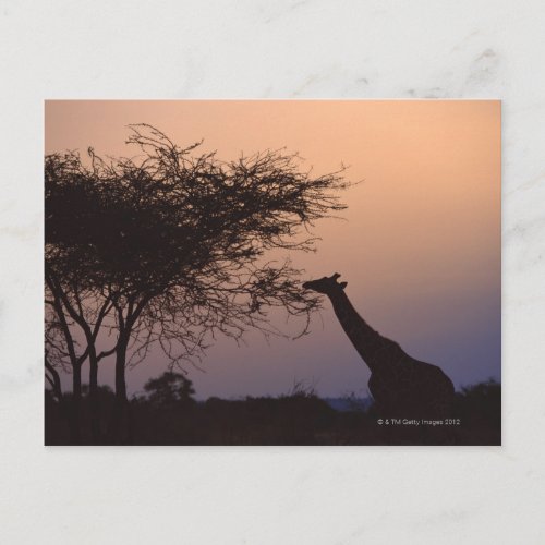 Reticulated Giraffe 2 Postcard