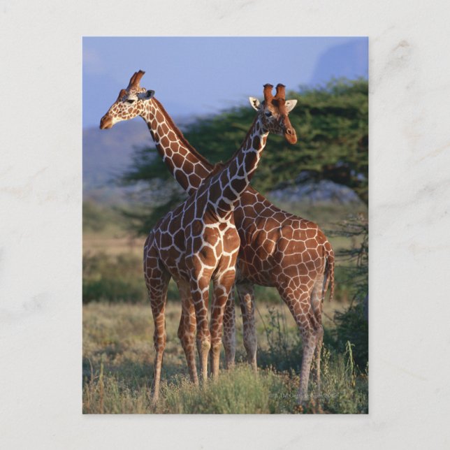 Reticulated Giraffe 2 Postcard (Front)