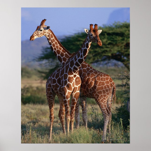 Reticulated Giraffe 2 Poster (Front)
