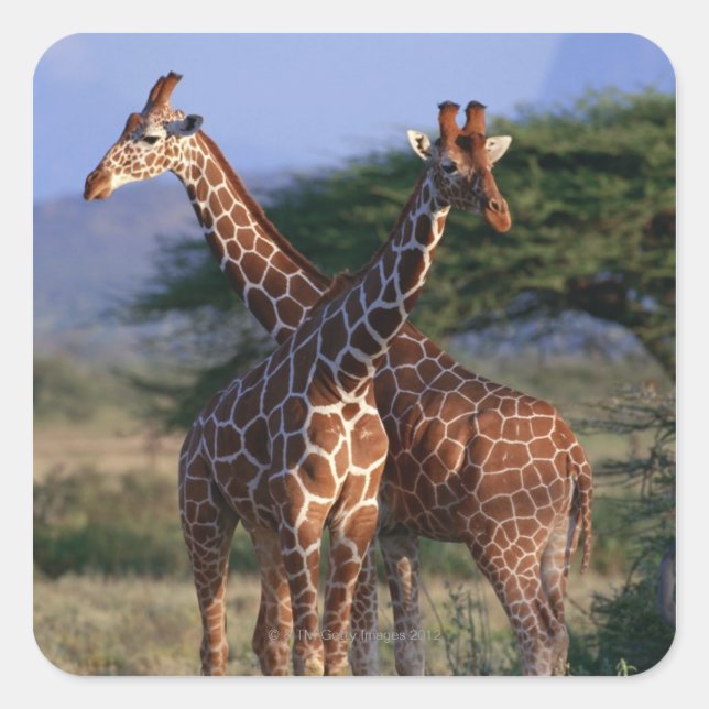 Reticulated Giraffe 2 Square Sticker (Front)