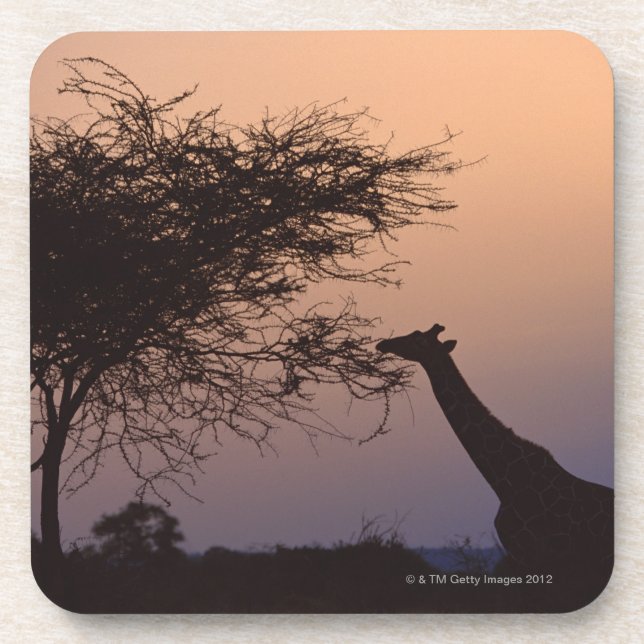 Reticulated Giraffe Drink Coaster (Front)