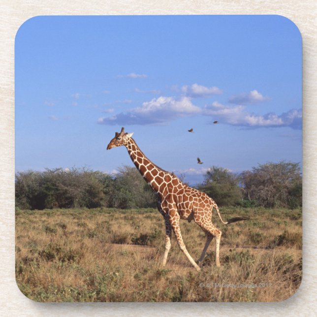 Reticulated Giraffe Drink Coaster (Front)