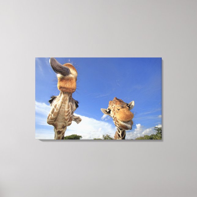 Reticulated Giraffe (Giraffa camelopardalis) 2 Canvas Print (Front)