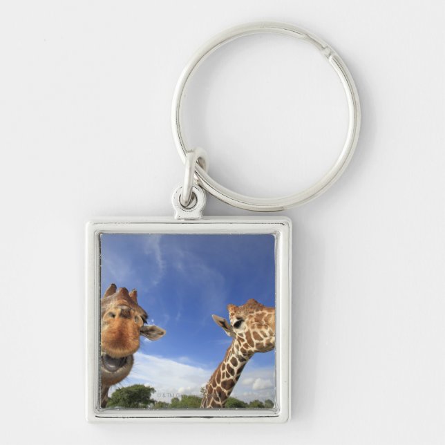 Reticulated Giraffe (Giraffa camelopardalis) Keychain (Front)