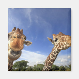 Reticulated Giraffe (Giraffa camelopardalis) Magnet
