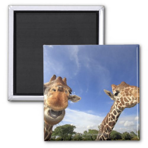 Reticulated Giraffe Giraffa camelopardalis Magnet