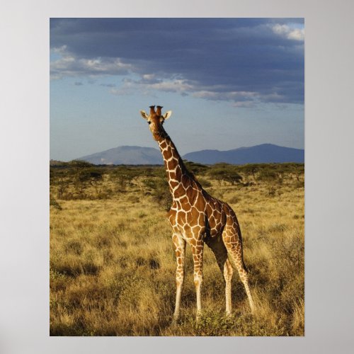 Reticulated Giraffe Giraffe camelopardalis 2 Poster