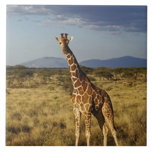 Reticulated Giraffe Giraffe camelopardalis 2 Tile