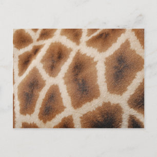 Reticulated Giraffe Pattern Wild Animal Print Gift Postcard