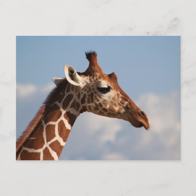 Reticulated Giraffe Portrait Postcard (Front)